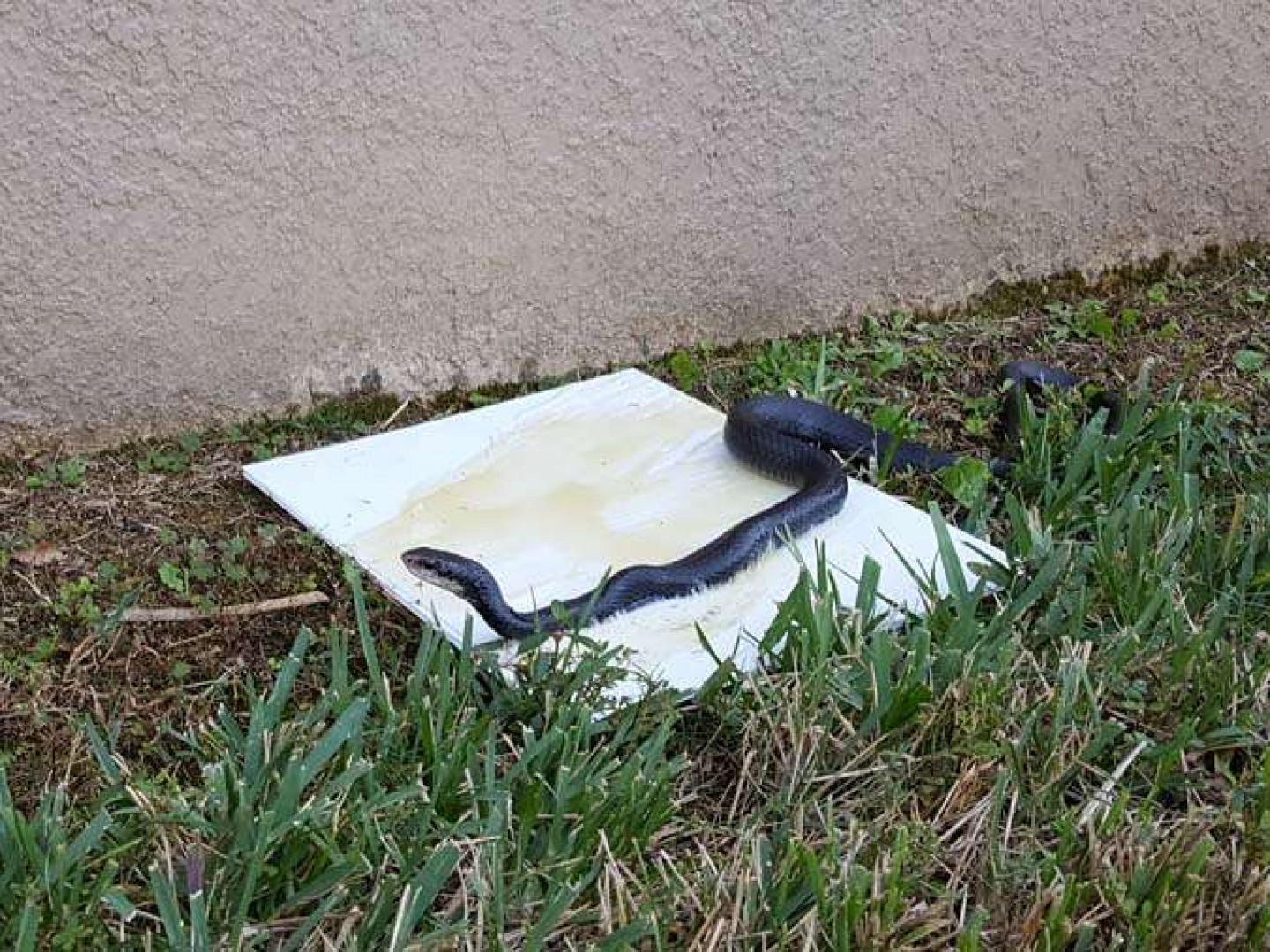 Snake Prevention Kissimmee, FL Mongoose Snake Trapping